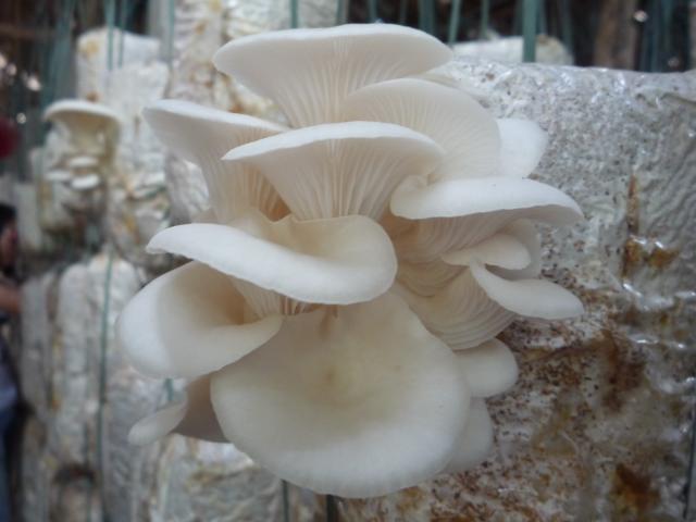 Nấm sò, vị cứu tinh cho sức khỏe con người